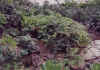 AkokoDegeneri.jpg (68073 bytes)