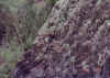 Akokokilaueao2.jpg (75418 bytes)