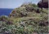 Akokolelekea02.jpg (82869 bytes)