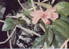KokioulaulaWailau.jpg (59364 bytes)